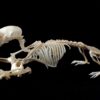 モグラの骨格標本です。発達した前脚が特徴的。